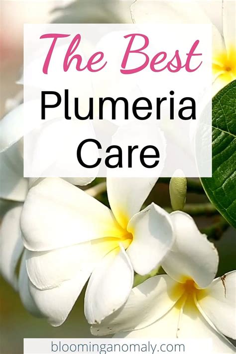 The ultimate guide to plumeria care – Artofit