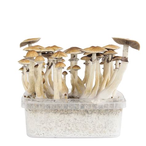 Magic Mushroom Grow Kits | Buy Shrooms grow kits Online | Order Now