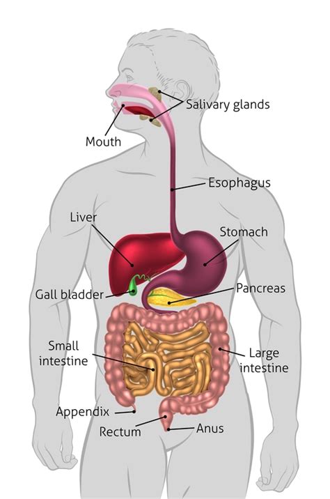 Could It Be Your Gallbladder? - Boise Natural Health Clinic