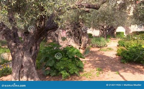 Ancient Olive Trees in the Garden Gethsemane in Jerusalem Stock Footage ...