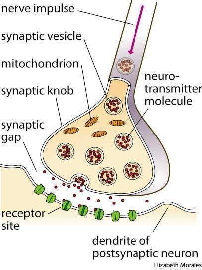 Synapse dictionary definition | synapse defined