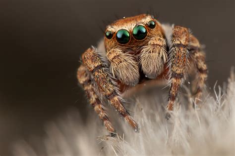 Are jumping spiders dangerous? - Rove Pest COntrol