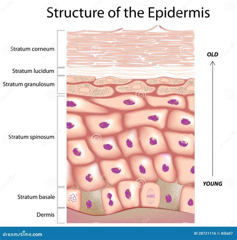 Epidermis Of The Skin Royalty Free Stock Image - Image: 28721116