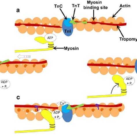 Schematic diagram of the cross-bridge cycle. a ATP binds to the... | Download Scientific Diagram