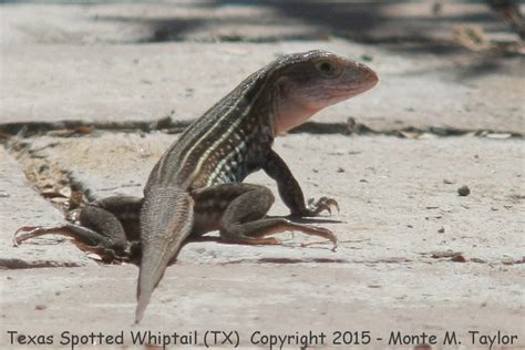 Texas Spotted Whiptail