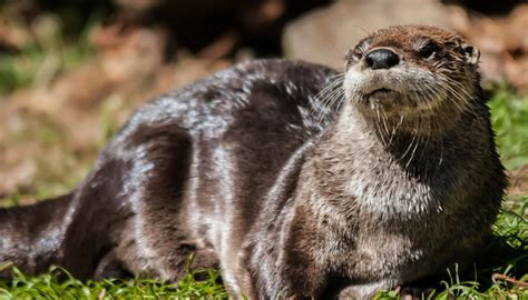 Gatlinburg Wildlife Viewing Guide in the Smoky Mountains