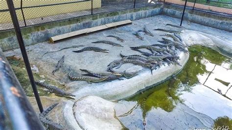 Davao Crocodile Park Tour [Half Day]