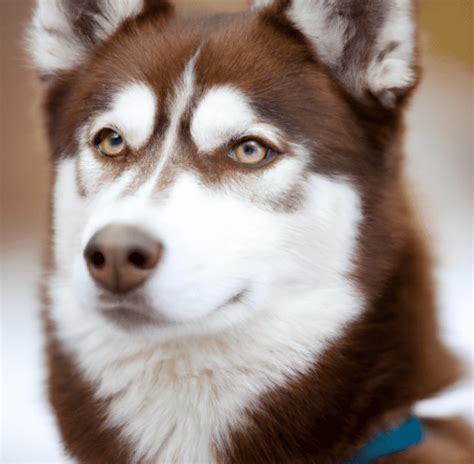 Photo of a brown Husky | Pet Dog Owner