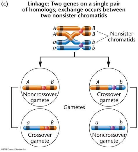 Chromosome Theory and Linkage