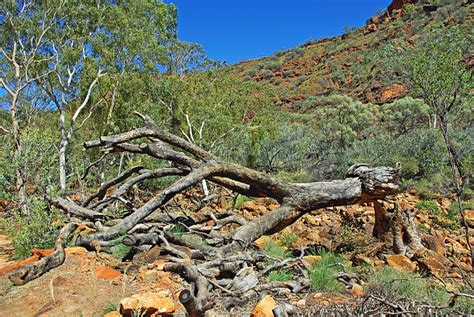 Best Watarrka National Park Stock Photos, Pictures & Royalty-Free Images - iStock