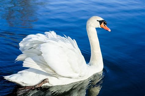 Swan Facts for Kids | Swans For Kids | Cool Kid Facts