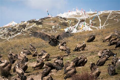 Tibetan Sky Burial and Other Funarel Practices - Wonders of Tibet