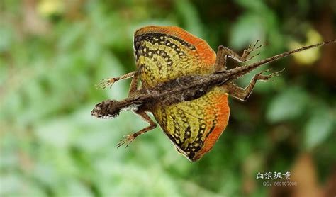 Des petits dragons ont été découverts en Indonésie | Lizard, Reptiles ...