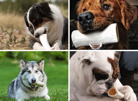 A White Dog Bone: A Treat for Every Pup!