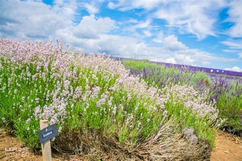 A Dreamy Day Trip to Cotswold Lavender Farm - Explore With Ed