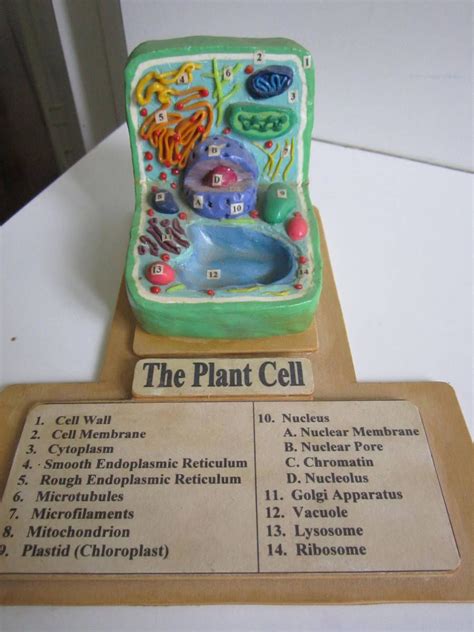 Plant Cell with Key by Ballerinatwin3 | Plant cell model, Plant cell, Edible cell project