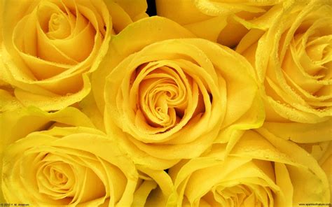 Yellow Roses wallpaper | 2560x1600 | #7585 | Yellow flower wallpaper, Yellow aesthetic, Yellow roses