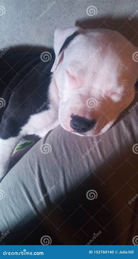 Sleeping Pitbull Puppy Stock Photos - Download 91 Royalty Free Photos