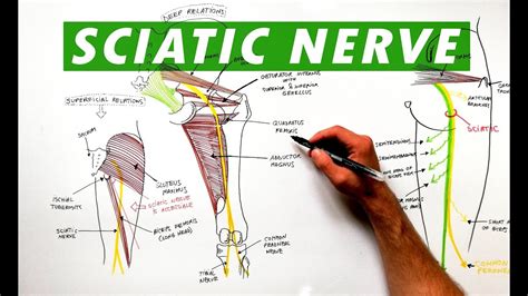 Sciatic Nerve Dermatome