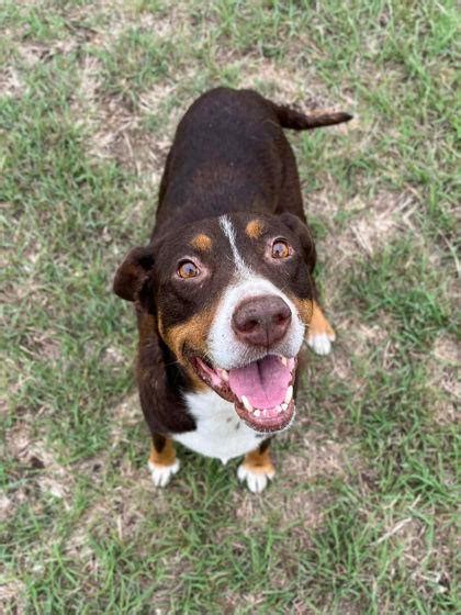 Dog for adoption - June Carter, a Smooth Collie Mix in Horseheads, NY | Petfinder