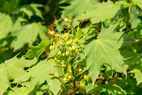 Amur Maple - Acer Ginnala | Deciduous Trees | Cold Stream Farm