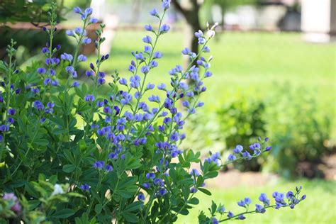 Blue False Indigo | Direct Native Plants