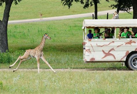 Fossil Rim Wildlife Center - Texas Kids Adventures