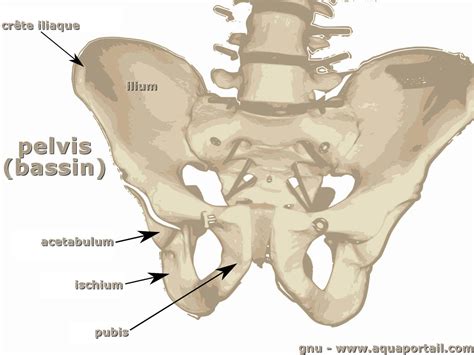 Ischium : définition et explications