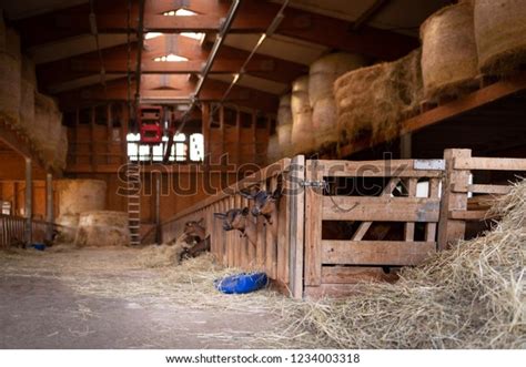 Goat By Steel Barn Stock Photos and Pictures - 96 Images | Shutterstock