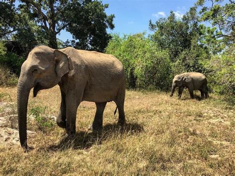 Diane Macedo on Instagram: “#Elephants!! #Yala #srilanka #asianelephant #travel #safari”