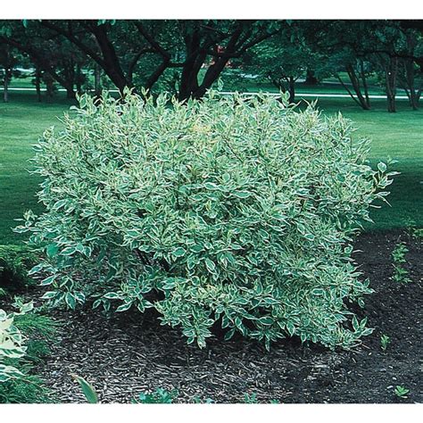 Shop 2-Gallon White Variegated Dogwood Flowering Shrub (L6198) at Lowes.com