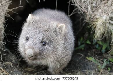 185 Wombat habitat Images, Stock Photos & Vectors | Shutterstock