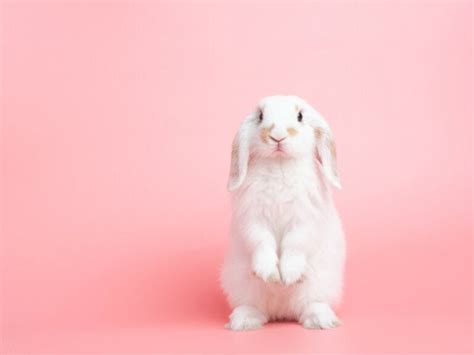 6000 Awesome Rabbit Names for Your Fluffy Bunny