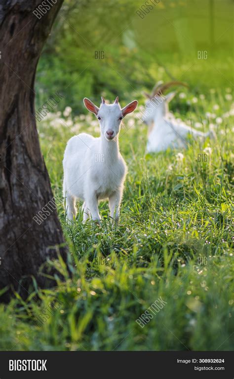 Goat Kids Playing Image & Photo (Free Trial) | Bigstock