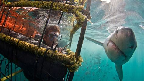 Great White Shark Cage Diving Full-Day Tour