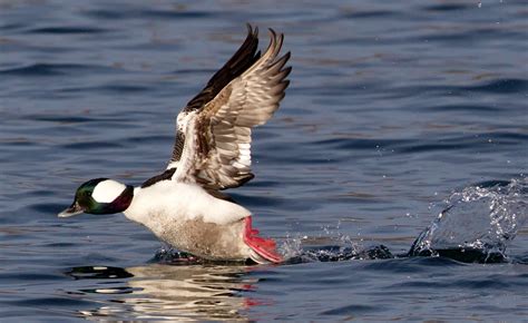 Bufflehead | San Diego Bird Spot