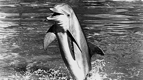 The TV Show 'Flipper' Flipped into our Hearts 60 Years Ago