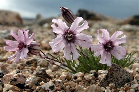 Vuelve a la vida una especie 24.000 años después de haberse congelado en Siberia - CABROWORLD