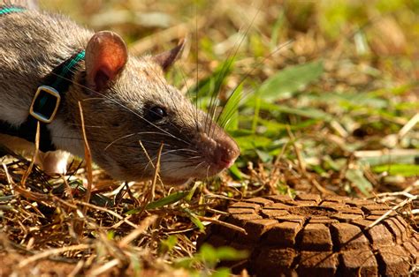 Heroic Rats Sniff Out Landmines In Africa, Could Save 1,000s Of People Worldwide | Bored Panda