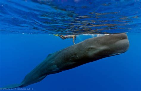 cachalot | Whale, Sea animals, Ocean creatures