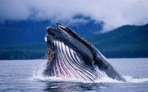 The Blue Whale | The Wildlife