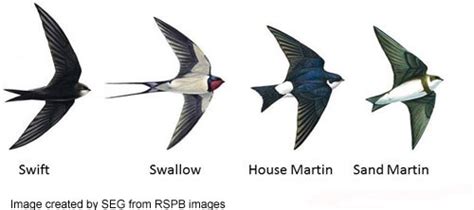 Saltford Environment Group (SEG)