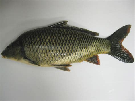 Cyprinidae carps and Minnows