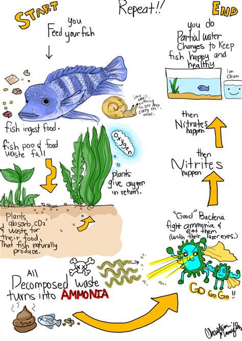 Nitrogen Cycle - Aquarium by lickmybrain on DeviantArt