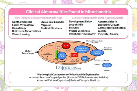 Mitochondrial Dysfunction and Chronic Disease - DrJockers.com