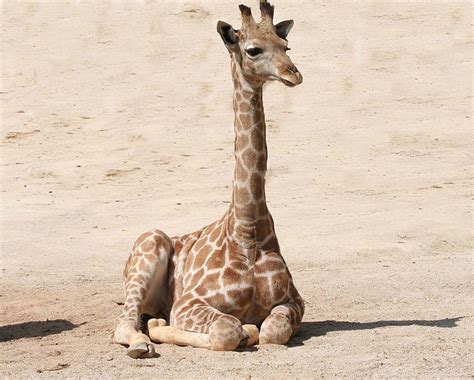 Royalty-Free photo: Photo of brown giraffe on brown sand | PickPik