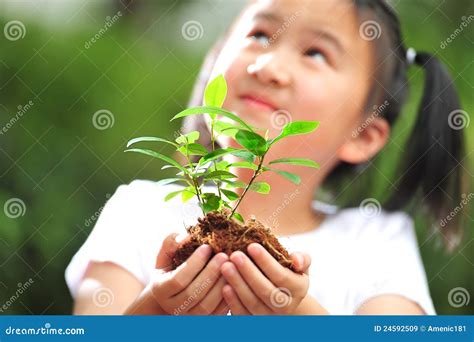 Young plant stock image. Image of hands, leaf, ecology - 24592509