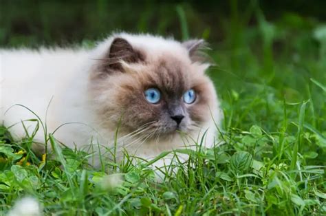 9 Most Popular Cat Breeds In India