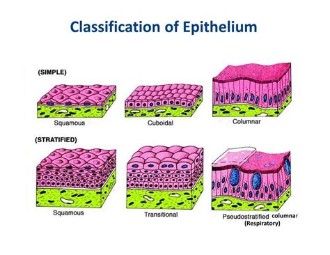 PPT - Histology: Introduction & Epithelial Tissue PowerPoint ...