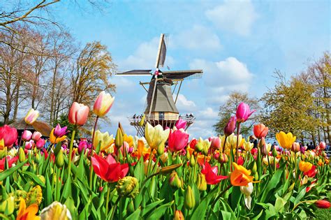 Keukenhof Flower Fields Tour | Best Flower Site